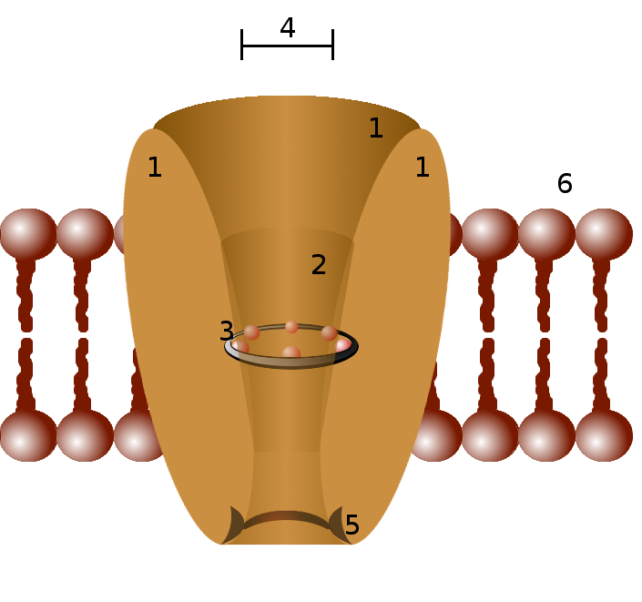 Membrane Ion Channel Selectivity