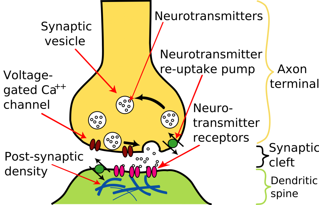 2000px-Synapse_Illustration2_tweaked.svg | Medical Science Navigator