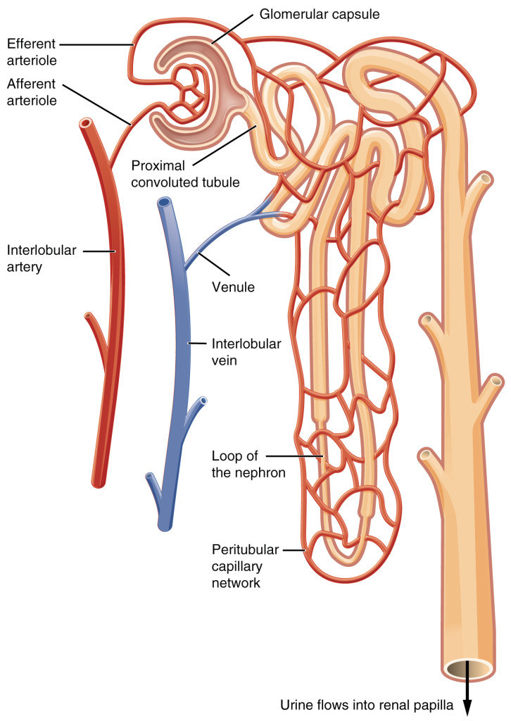 2611_Blood_Flow_in_the_Nephron | Medical Science Navigator