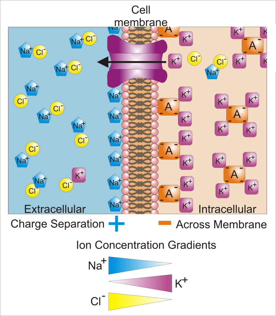 Transport Across Cell Membrane Physiology Ppt