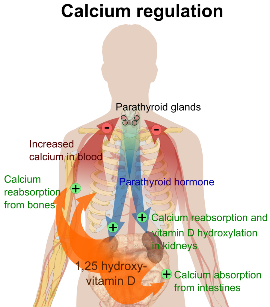 hormone-regulation-of-plasma-calcium-human