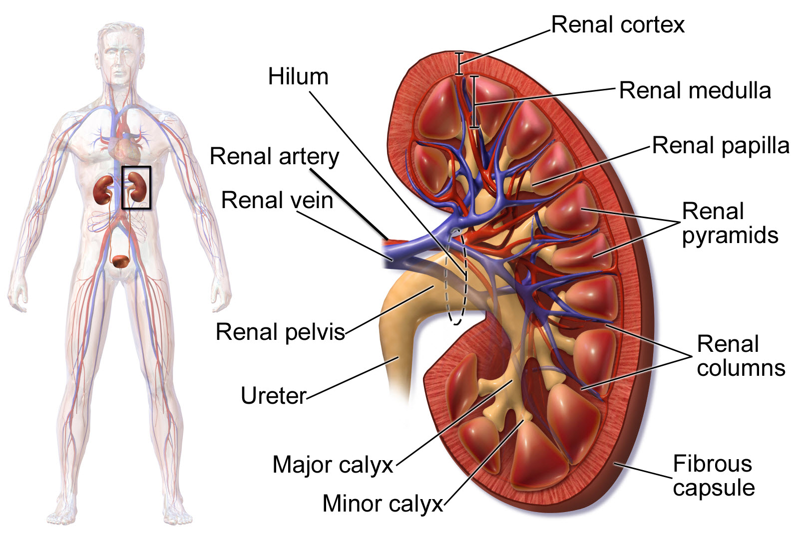 kidney-physiology-basics