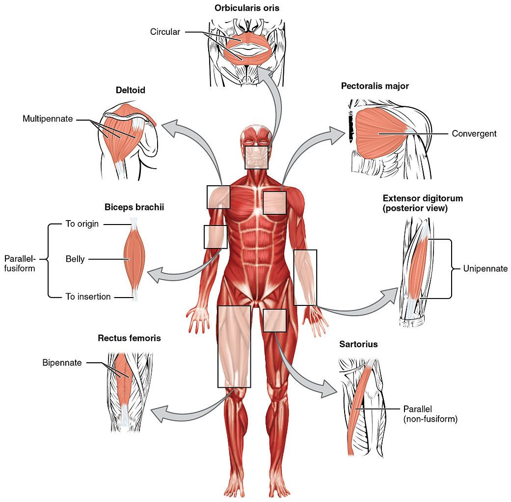 Muscle Origins Insertions And Levers