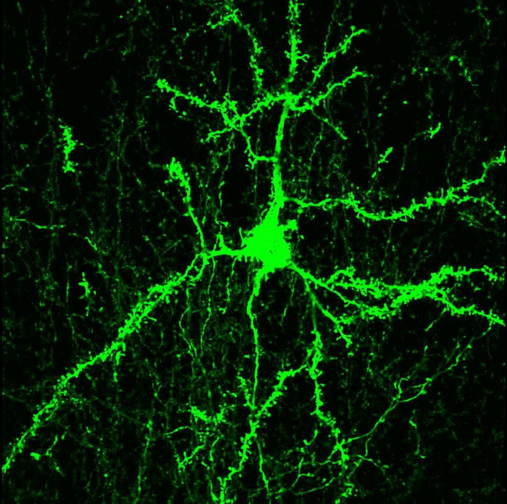 neuron dendrite interior