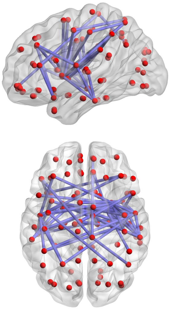 brain-s-memory-circuits