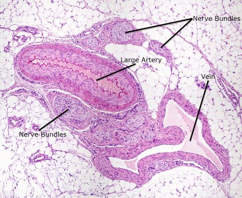 Human Tissue Lab Practical Exams | Medical Science Navigator