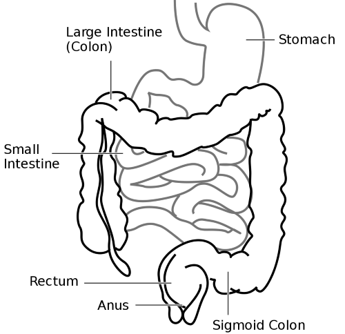 digestion in the stomach | Medical Science Navigator