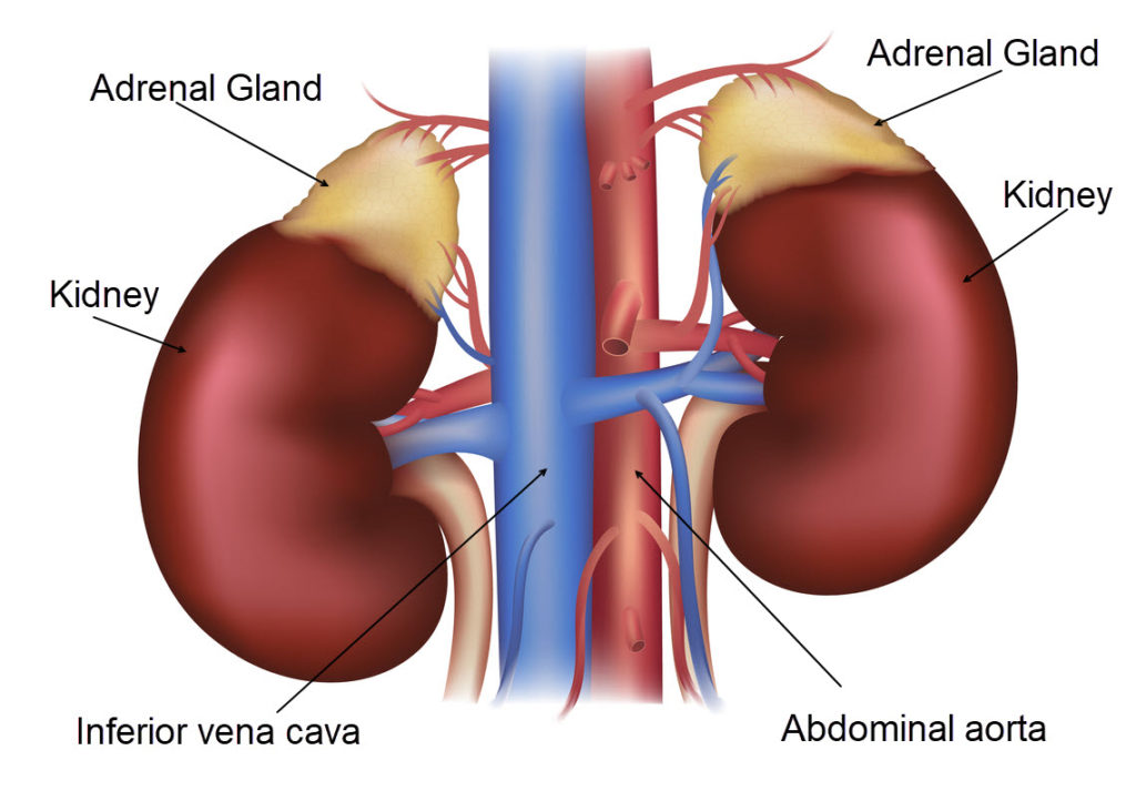 adrenal gland on top of kidney