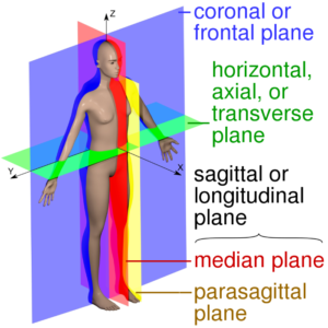 Orientation in Anatomy | Medical Science Navigator