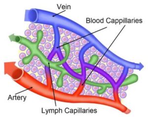 Cardiovascular Capillary Transfer | Medical Science Navigator